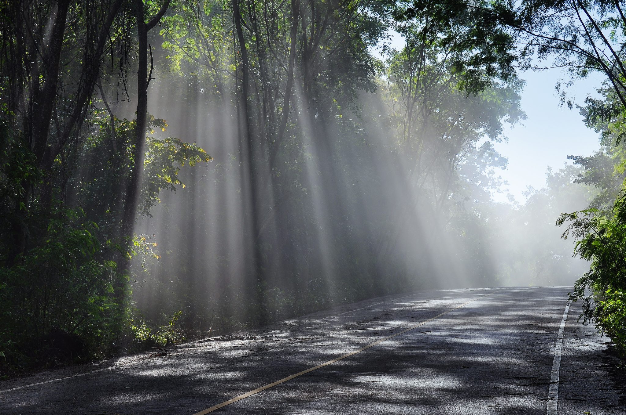 Forest road. landscape.