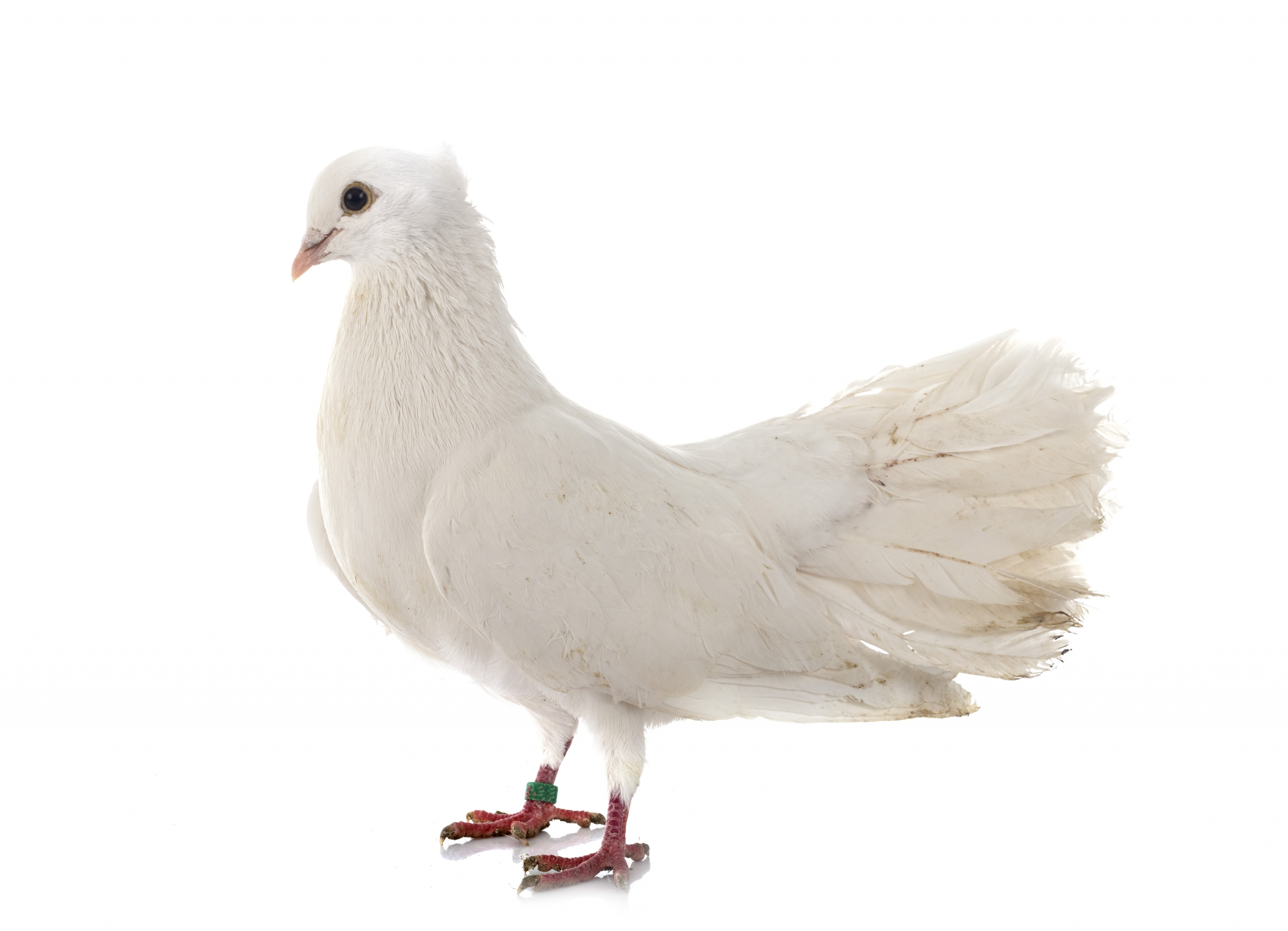 Hvem er Helligånden?