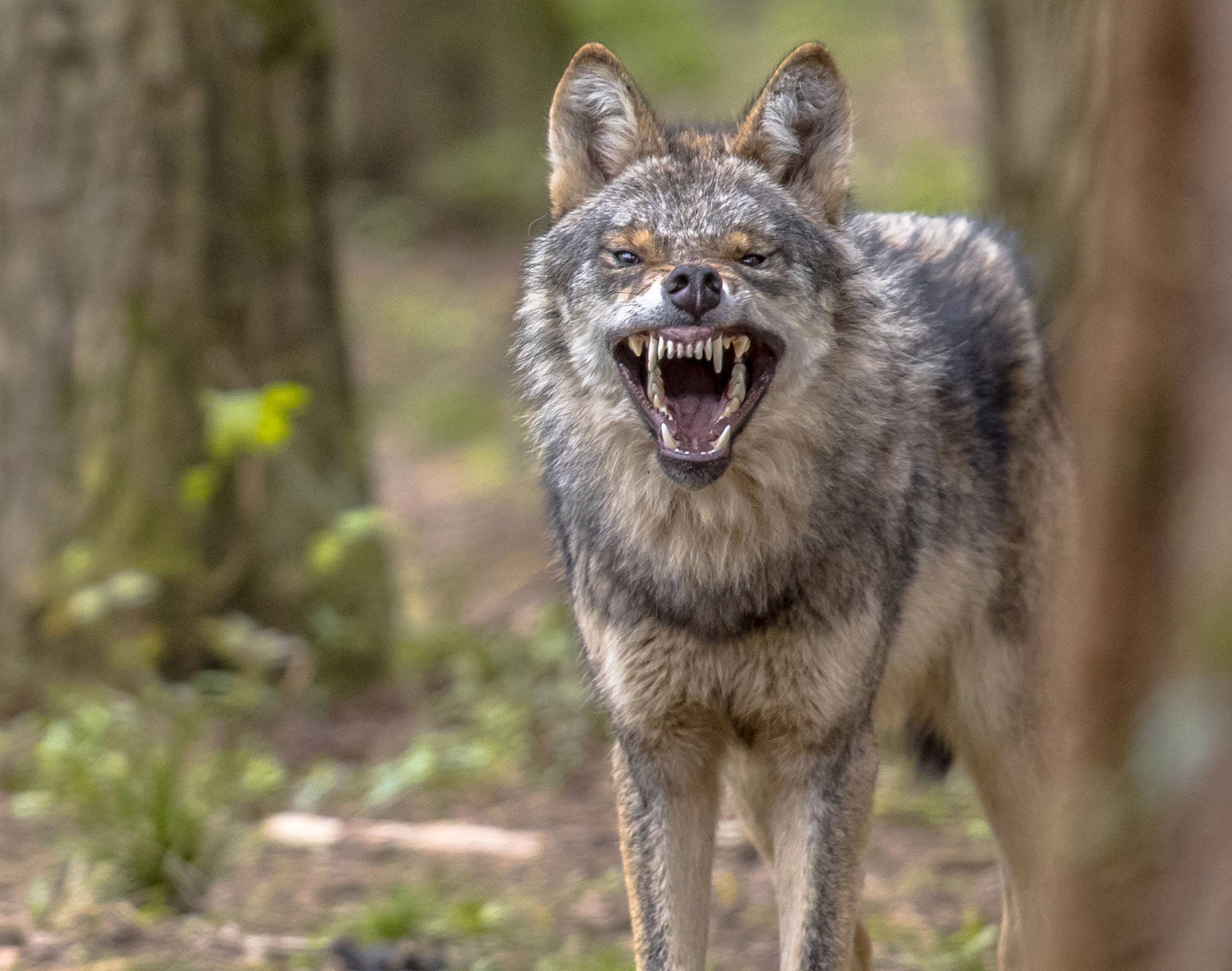 Hvordan spotter man ulven i tide?